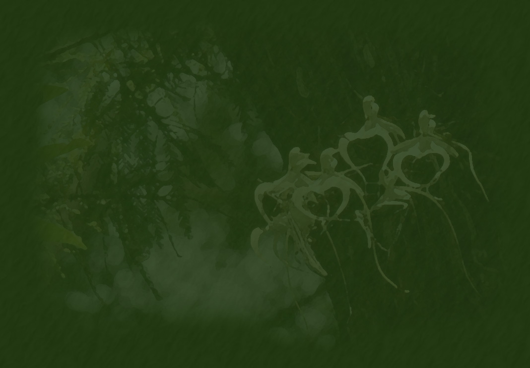 ghost orchid