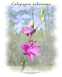 Calopogon tuberosus