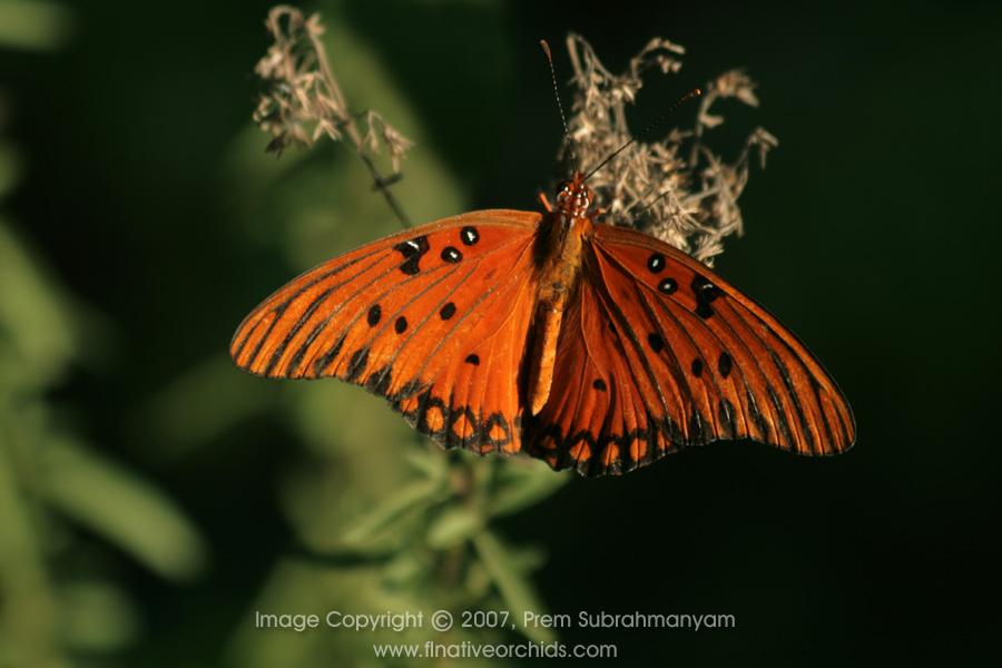 Gulf Fritillary (Agraulis vanillae incarnata) Gulf Fritillary (Agraulis vanillae incarnata)