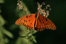 Gulf Fritillary (Agraulis vanillae incarnata)