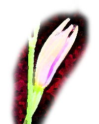 Carter's Orchid (Basiphyllaea corallicola)