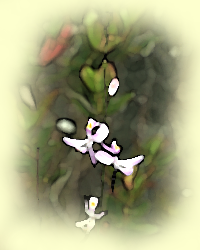 Calopogon pallidus