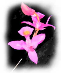 Bearded Grass Pink, Early Grass Pink (Calopogon barbatus)