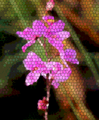 Multi-flowered Grass Pink (Calopogon multiflorus)