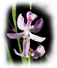 Pale Grass Pink (Calopogon pallidus)