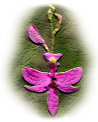 Grass Pink Orchid (Calopogon tuberosus)