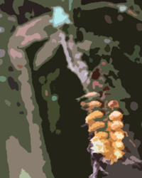 Thickroot Orchid, Ribbon Orchid (Campylocentrum pachyrrhizum)