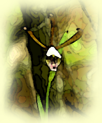 Rosebud Orchid, Spreading Pogonia (Cleistes bifaria)