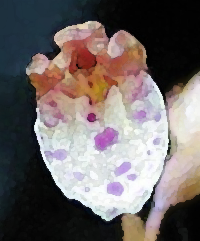 Spring Coralroot, Wister's Coralroot (Corallorhiza wisteriana)
