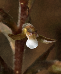 Speckled Ladies Tresses (Cyclopogon cranichoides)
