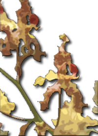 Cowhorn Orchid,Cigar Orchid,Bee-swarm Orchid (Cyrtopodium punctatum)