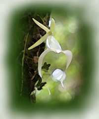 Ghost Orchid (Dendrophylax lindenii)