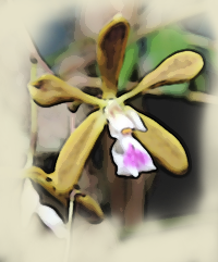 Florida Butterfly Orchid (Encyclia tampensis)