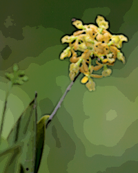 Dingy Flowered Star Orchid (Epidendrum amphistomum)