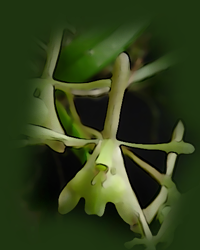 Greenfly Orchid, Bartram's Tree Orchid (Epidendrum magnoliae)