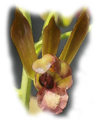 Wild Coco (Eulophia alta)