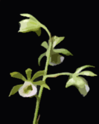 Two-keeled Galeandra (Galeandra bicarinata)