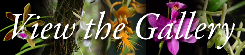 View the orchid gallery.
