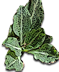 Downy Rattlesnake Plantain (Goodyera pubescens)
