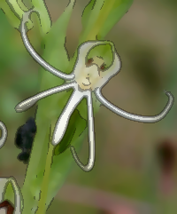 Michaux's Orchid (Habenaria quinqueseta)