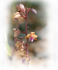 Crested Coralroot (Hexalectris spicata)