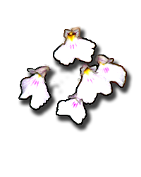 Delicate Ionopsis, Delicate Violet Orchid (Ionopsis utricularoides)