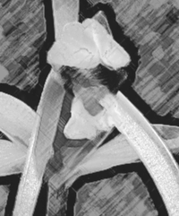 Large Whorled Pogonia (Isotria verticillata)