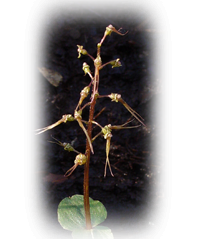 Southern Twayblade (Listera australis)