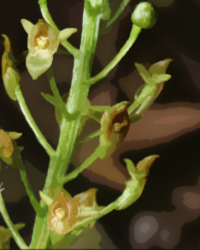 Florida Adder's Mouth (Malaxis spicata)