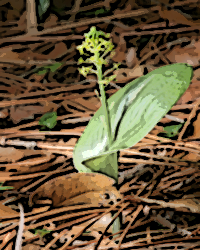Green Adder's Mouth (Malaxis unifolia)