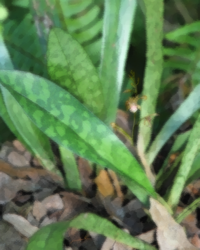 Monk Orchid, African Spotted Orchid (Oeceoclades maculata)