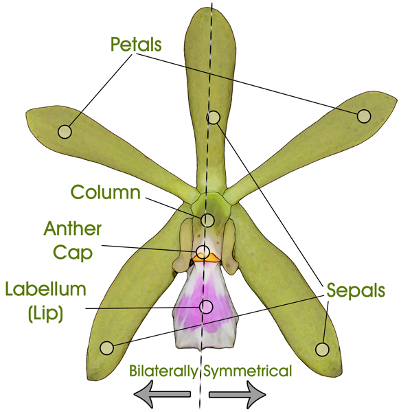 illustration of orchid flower anatomy
