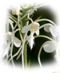 White fringed orchid. (Platanthera blephariglottis v. conspicua)