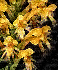 Chapman's Fringed Orchid (Platanthera chapmanii)