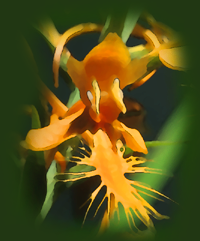 Orange Fringed Orchid, Yellow Fringed Orchid (Platanthera ciliaris)