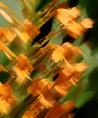 Crested Fringed Orchid (Platanthera cristata)