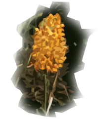 Orange Fringeless Orchid (Platanthera integra)