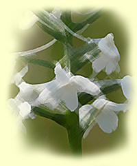 Snowy Orchid, Bog Torch (Platanthera nivea)