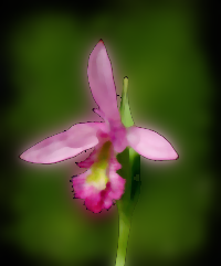 Rose Pogonia, Snakemouth Orchid (Pogonia ophioglossoides)