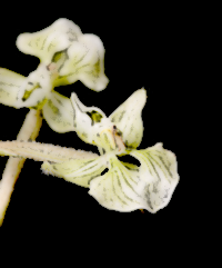 Shadow Witch Orchid (Ponthieva racemosa)