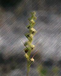 Giant Orchid, Non-crested Eulophia (Pteroglossaspis ecristata)