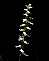 Fragrant Ladies' Tresses (Spiranthes odorata)