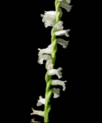 Grass-leaved Ladies' Tresses (Spiranthes praecox)