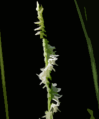 Spring Ladies' Tresses (Spiranthes vernalis)