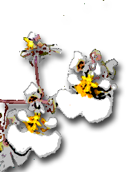 Florida Dancing Lady Orchid (Tolumnia bahamensis)