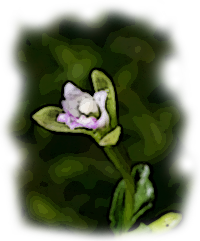 Craighead's Nodding-caps (Triphora craigheadii)
