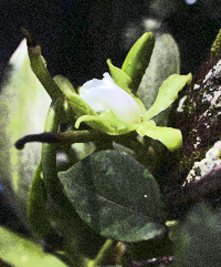 Fuchs' Vanilla, Mexican Vanilla (Vanilla mexicana)