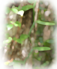 Leafy Vanilla (Vanilla phaeantha)