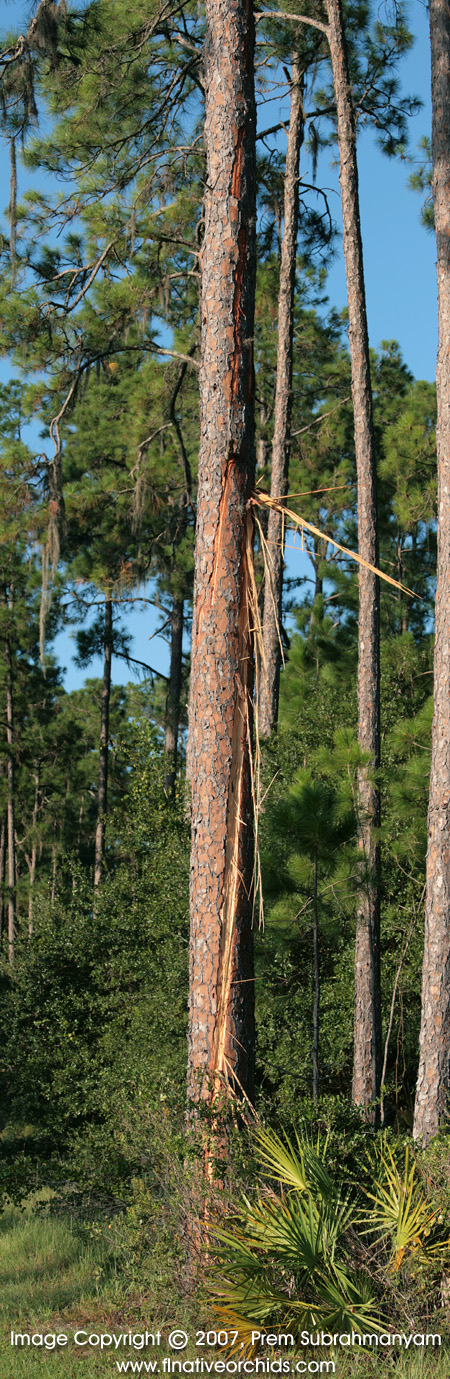 Lightning Damaged Pine Tree Lightning Damaged Pine Tree