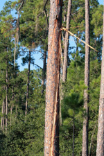Lightning damaged pine tree
